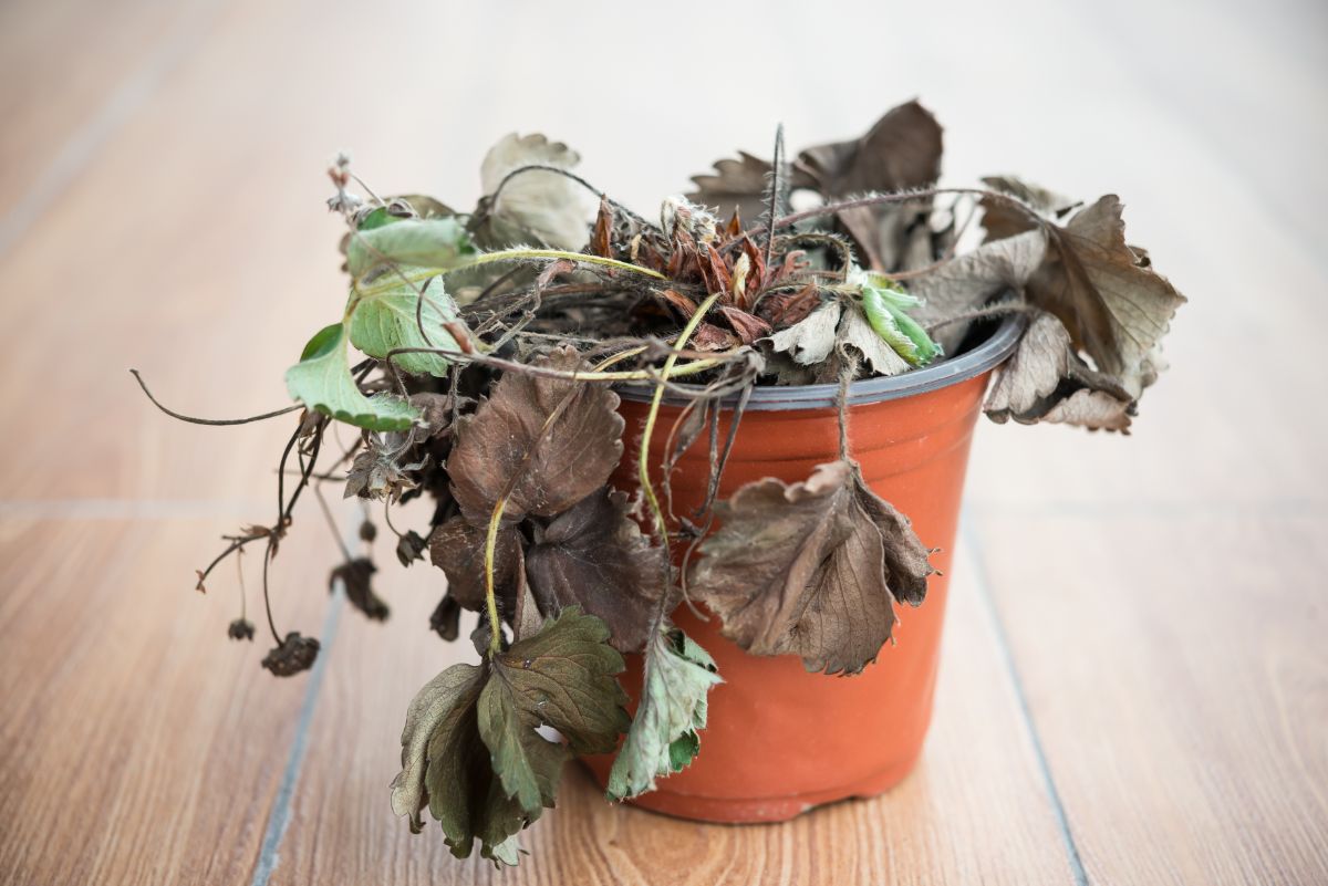 How to Save Wilting Plants