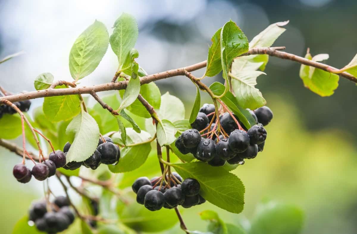 What Tree Drops Little Black Berries