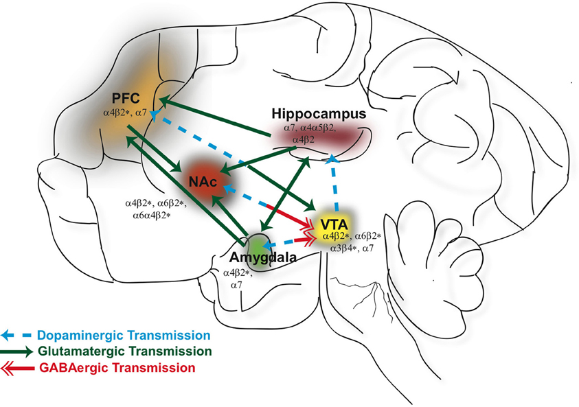 why does the brain confuse nicotine for acetylcholine