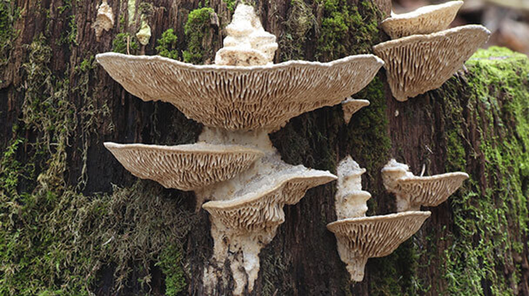 What Mushrooms Grow on Oak Trees