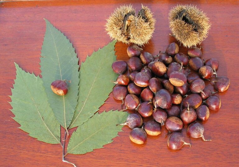 How to Grow a Chestnut Tree from Seed