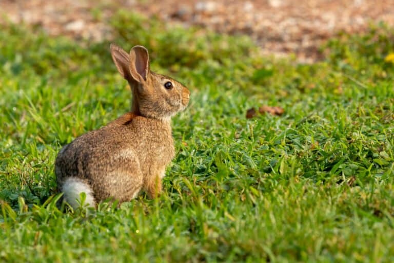 How to Get Rid of Rabbits Under Deck