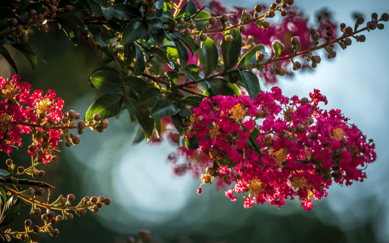 How to Successfully Plant Crape Myrtle Seeds