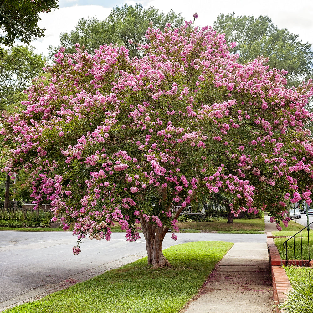 Crape Myrtle Guide