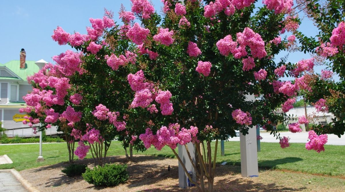 How to Care for a Crepe Myrtle Tree | TreeNewal