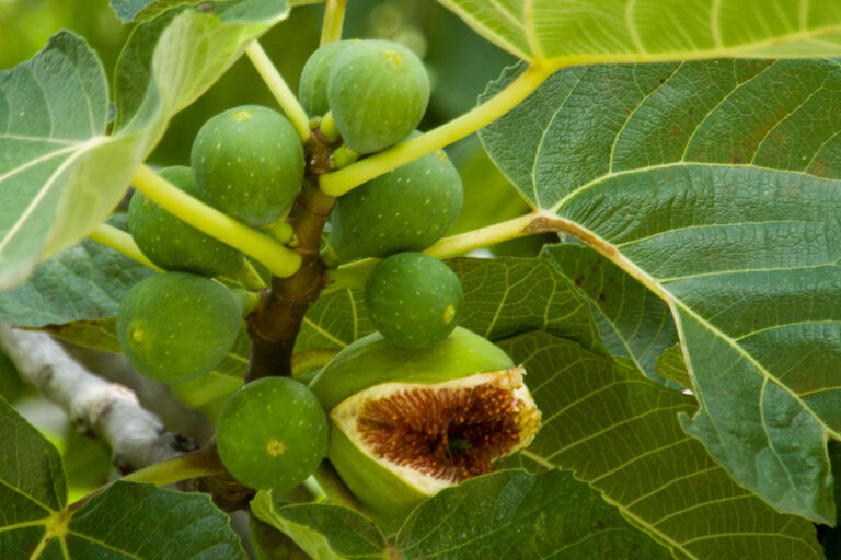 How to Successfully Root Fig Cuttings