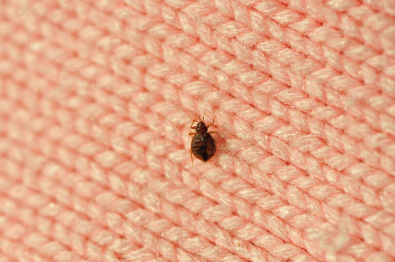 How to Get Rid of Bed Bugs from Sofa