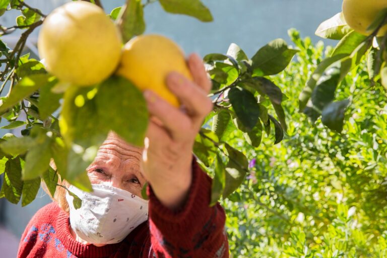 How to Pick Grapefruit