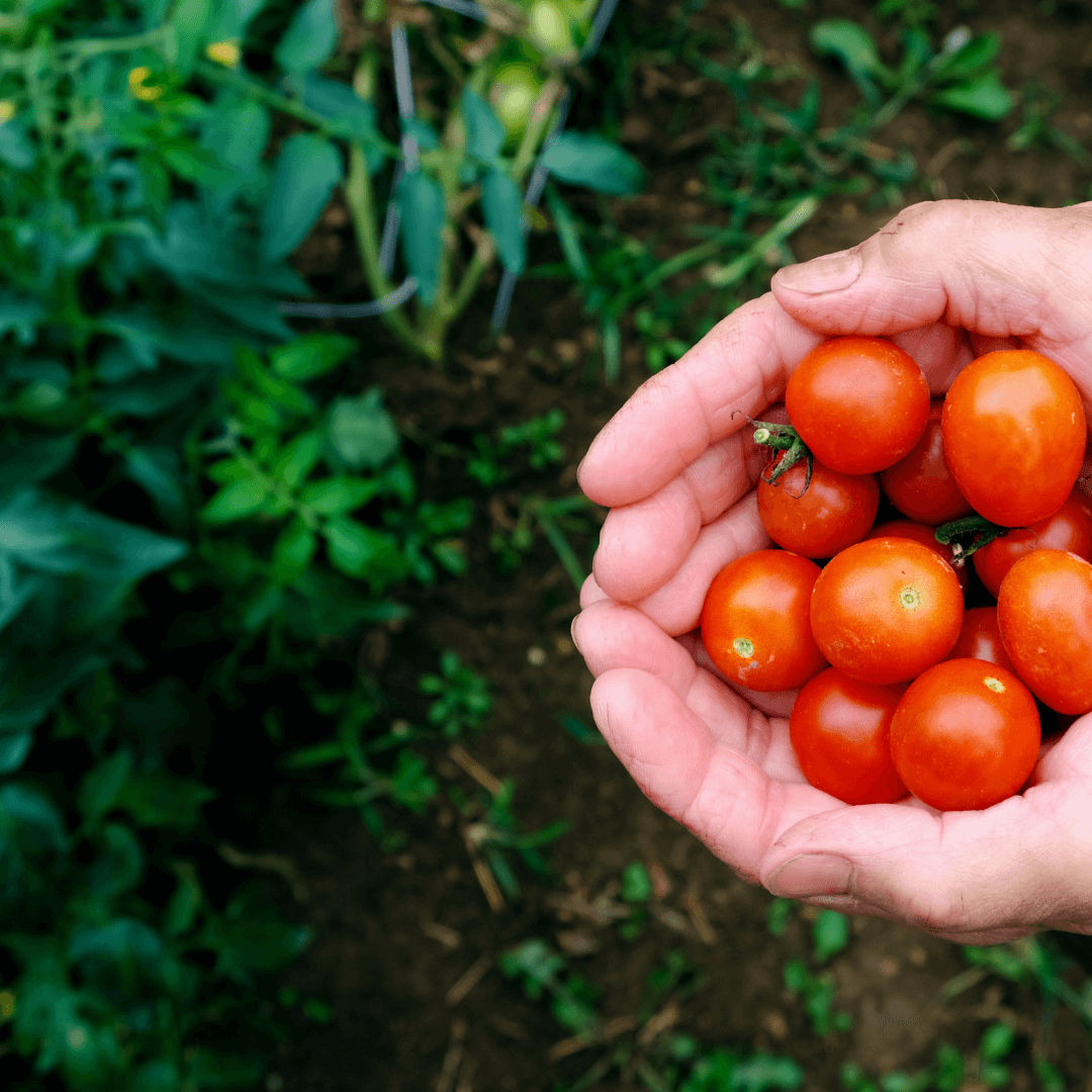 How to Grow Tiny Tim Tomatoes from Seed – Gardeners Basics