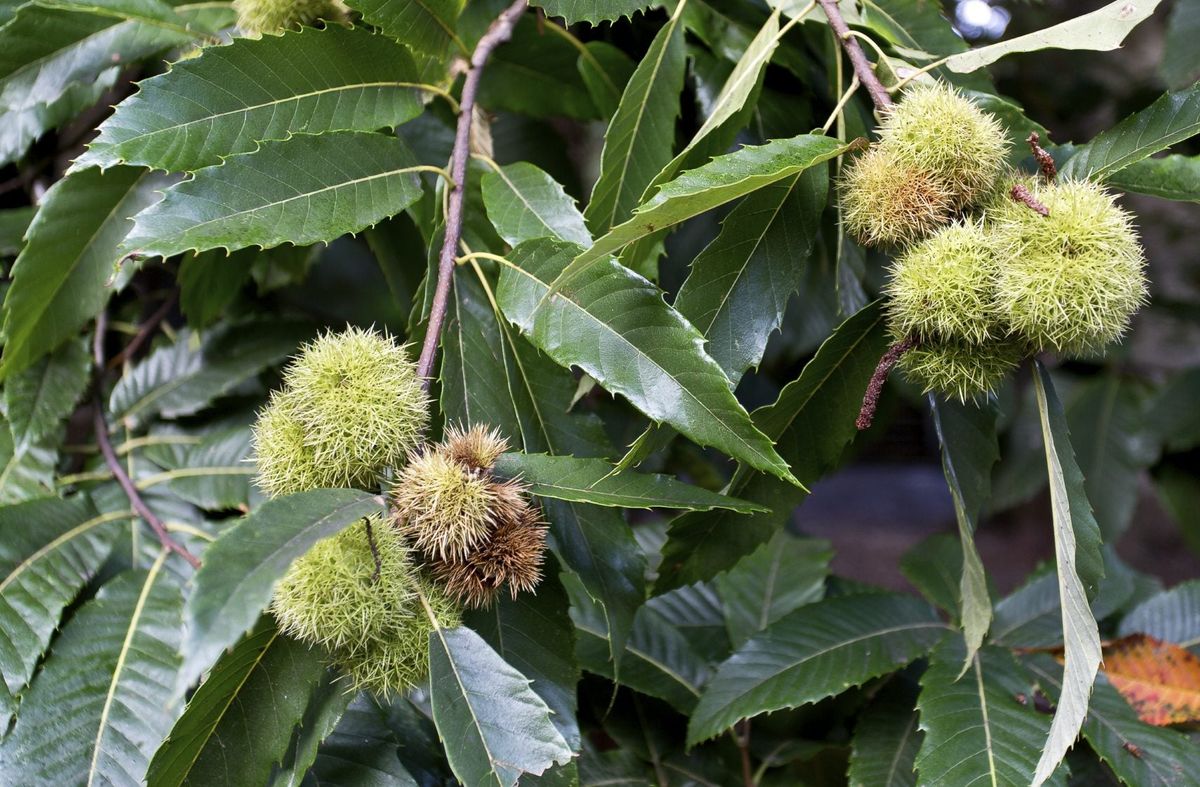 Chestnut Tree Information - Learn How To Grow Chestnut Trees | Gardening  Know How