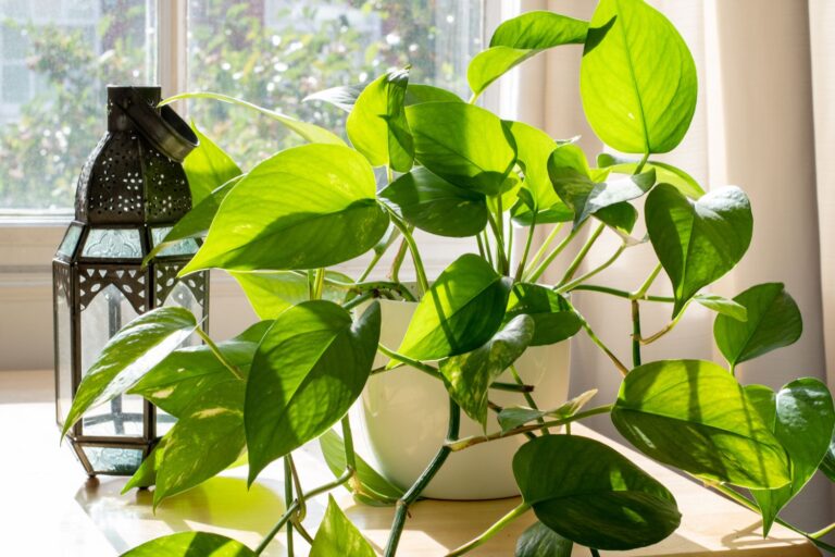 How to Prune a Pothos Plant