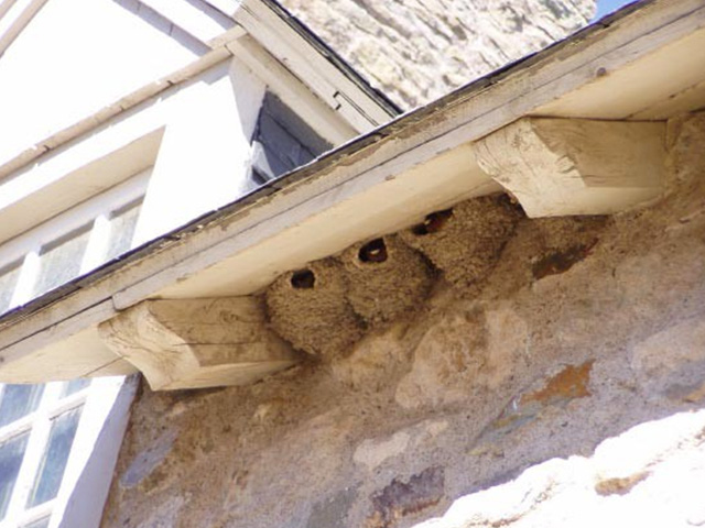 How to Keep Birds from Nesting Under Roof