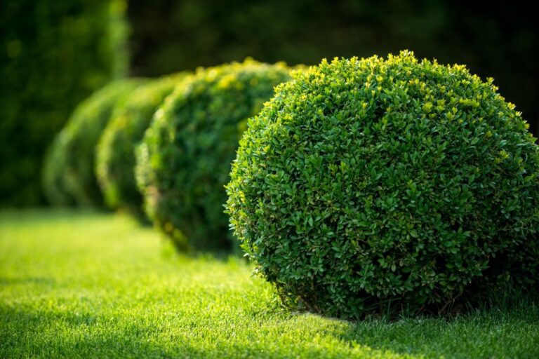 how to transplant boxwoods