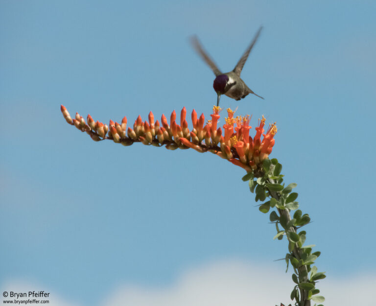 how to tell if a hummingbird is dying