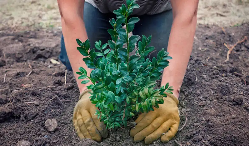 how to transplant boxwoods