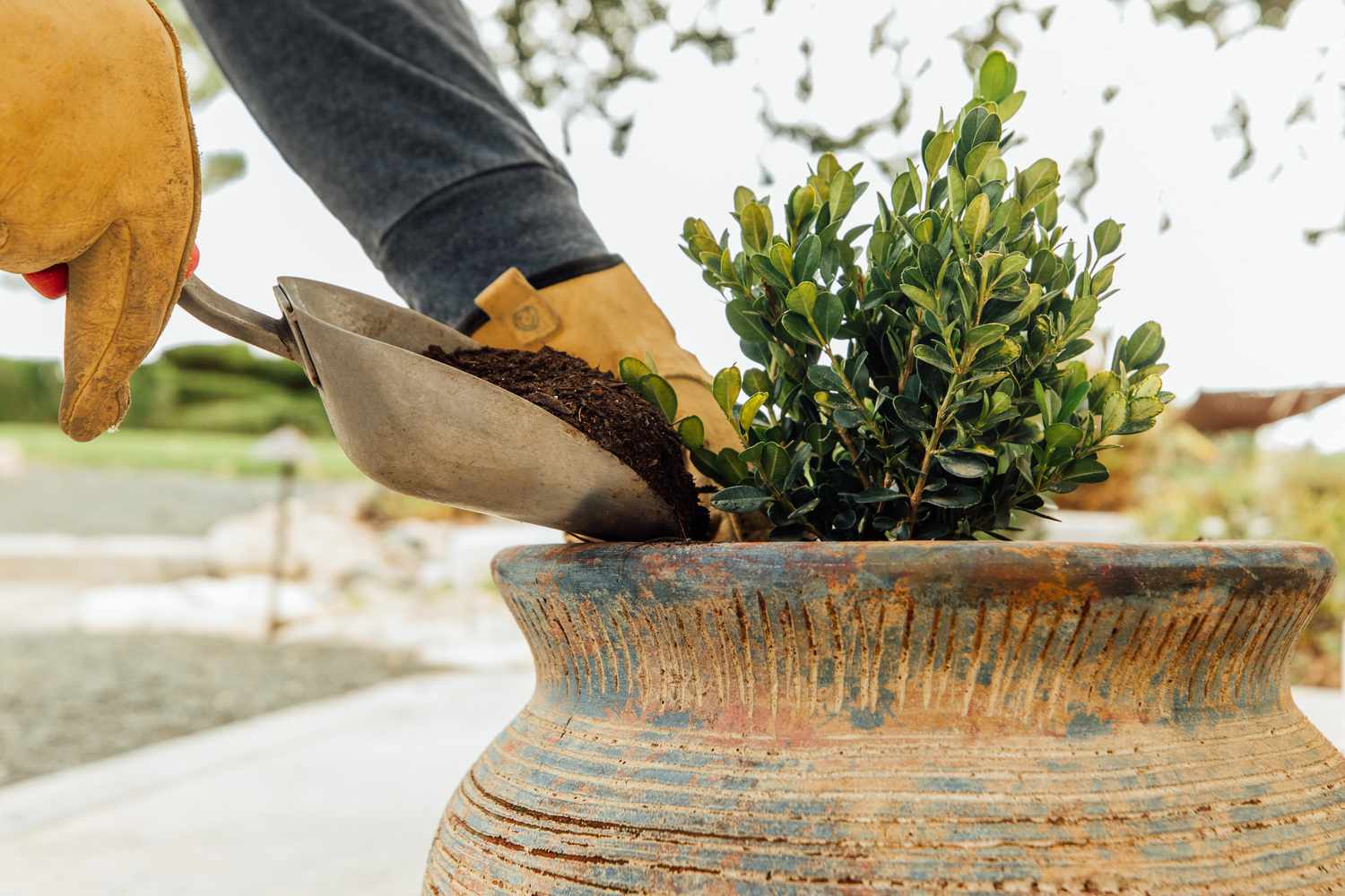 How to Plant Boxwood