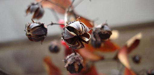 How To Grow Crape Myrtles From Seed (2024) | Today's Homeowner