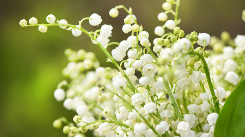 Will Vinegar and Salt Kill Lily of the Valley