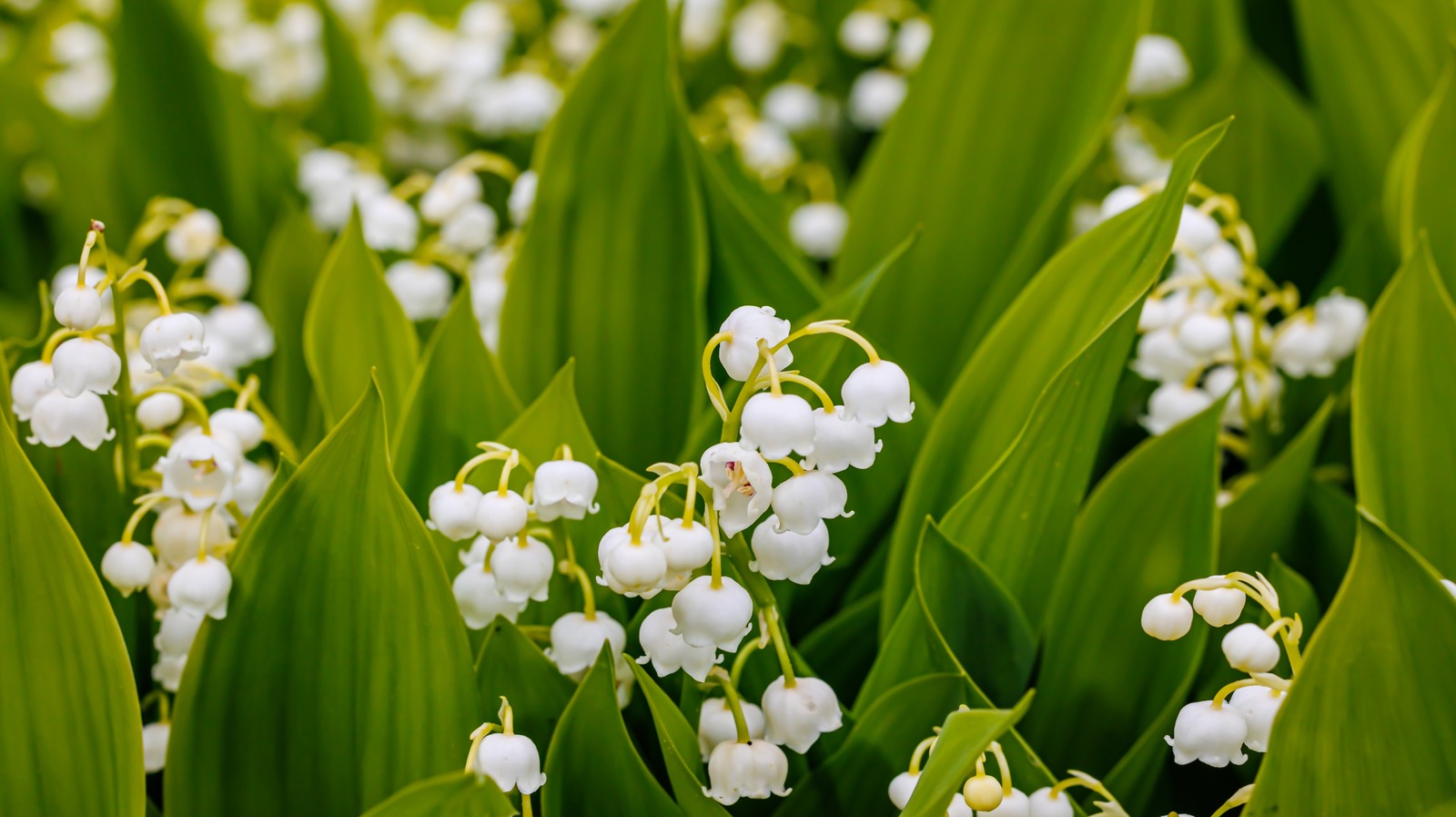 How to Kill lily of the Valley