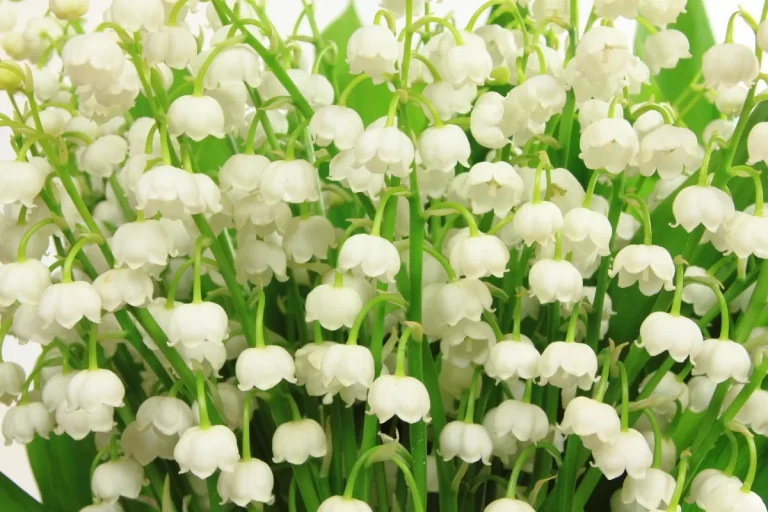 Will Vinegar and Salt Kill Lily of the Valley