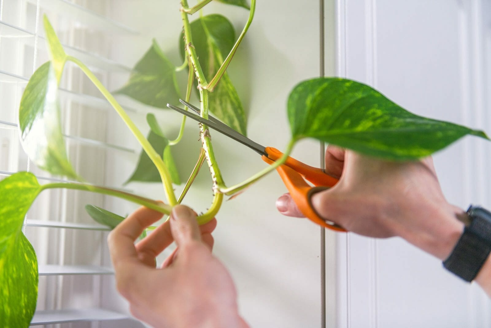 How to Prune a Pothos Plant