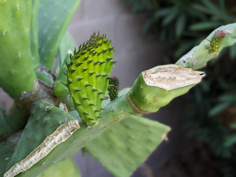 How to Propagate Prickly Pear Cactus