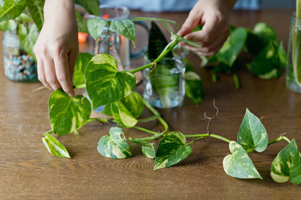 How to Propagate Pothos (Step-By-Step Guide With Pictures)