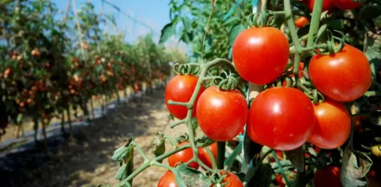 How to grow tomatoes