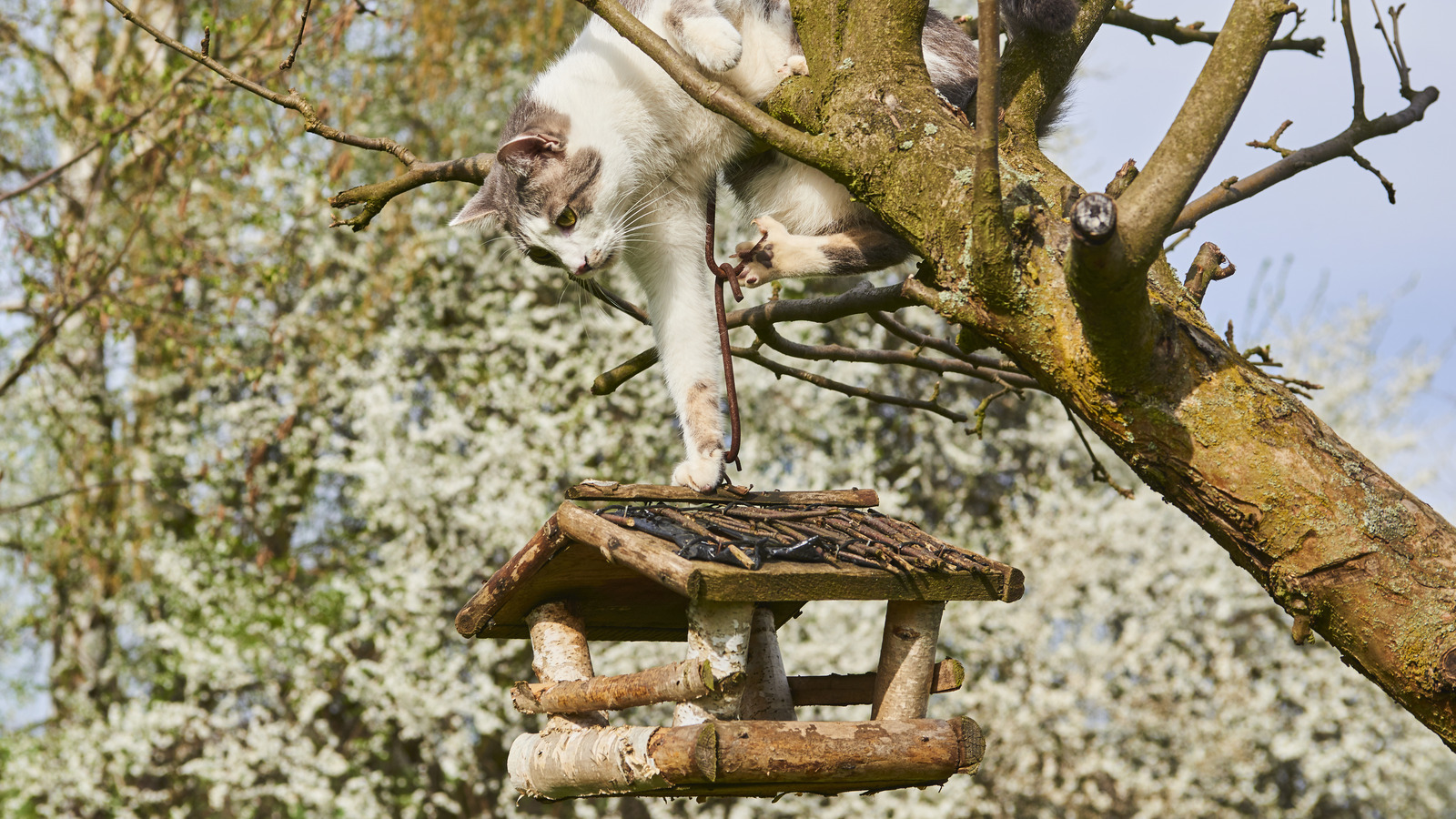 How to Keep Cats Away from Bird Feeders