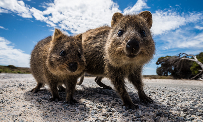 Is Melbourne Safe from Dangerous Animals